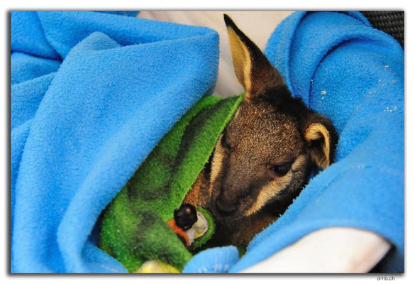 AU0752.Diamond Tree.Wallaby