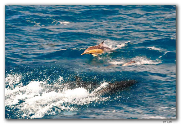 NZ0142.Bay of Islands.Common Dolphins