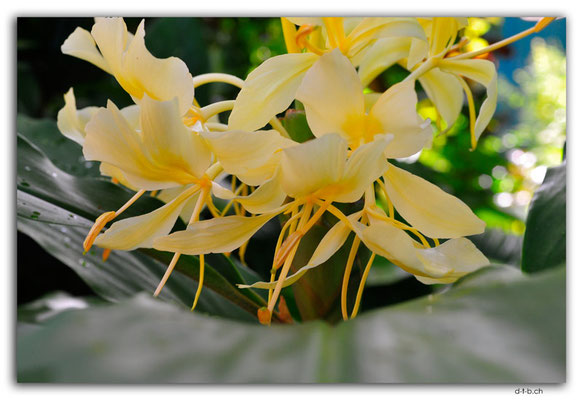 VT0125.Efate.Erakor.Flower
