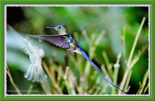 128.Kolibri,Mindo,Ecuador