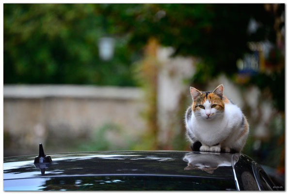 DE173.Rothenburg ob der Tauber.Katze