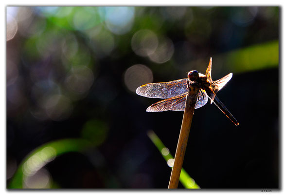 KR0124.Libelle