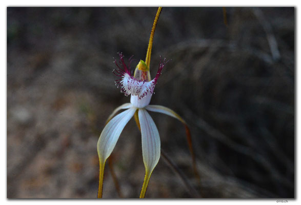 AU0535.White Spider Orchid