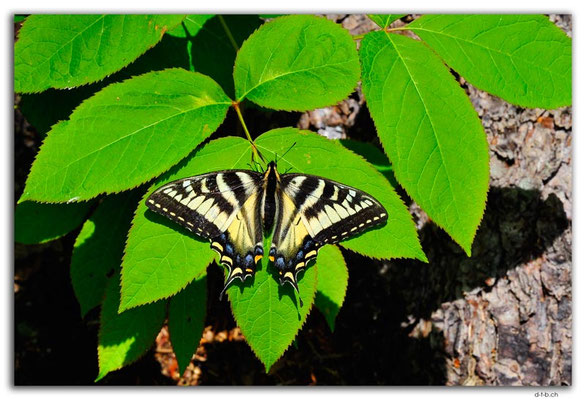 CA1118.Butterfly.Penn Lake.Marathon
