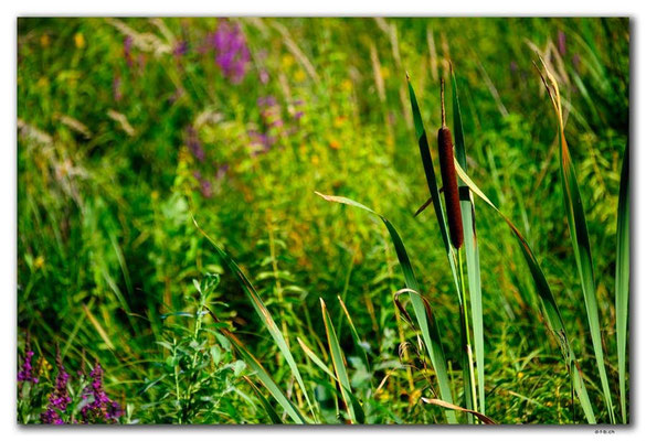 PL221.Biebrza NP. Moor