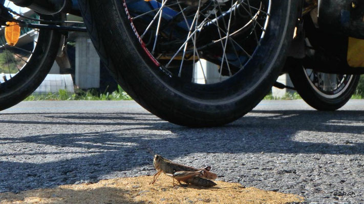 KR: Solatrike auf Veloweg mit Heuschrecke