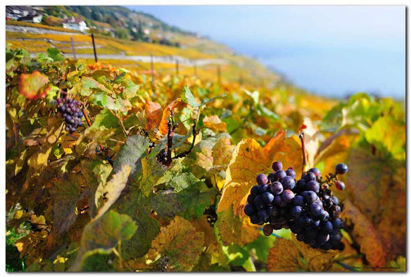 A0726.Chexbres Weinberge.CH