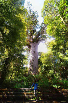 Neuseeland.Tane Mahuta.Largest Kauri