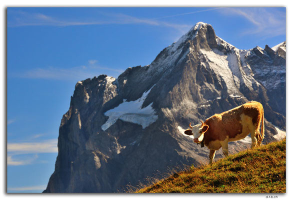 GW0415.Muni vor Wetterhorn