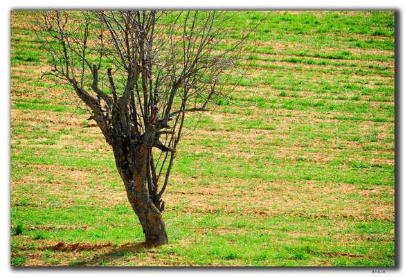 TR0090.Baum im Feld