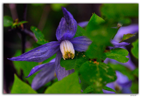 CA1038.Cypress Hills, Flower