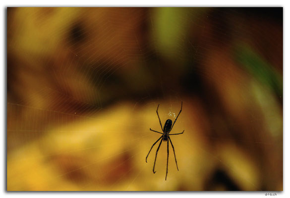 FJ0031.Garden of Sleeping Giant.Spider