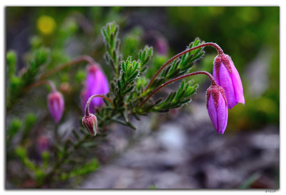 AU0661.Mt.Observation.Blume