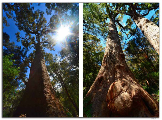 AU0794.GiantTingle Tree
