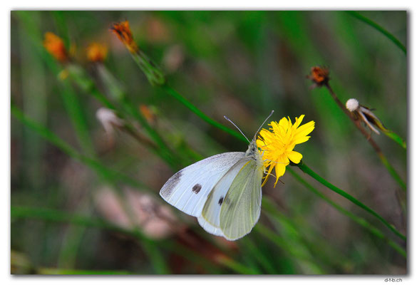AU1150.Great Ocean Road. Schmetterling