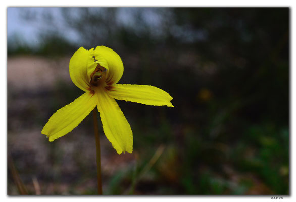 AU0911.Nuytsland Nature Reserve.Orchid