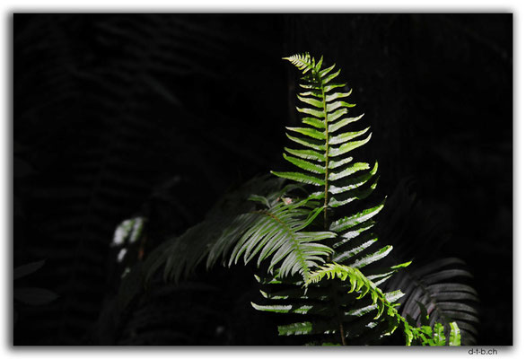 CA0513.Vancouver.Capilano Suspension Bridge.Fern