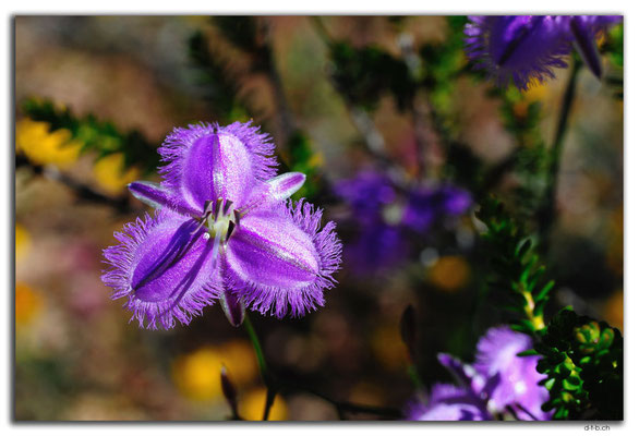 AU0454.Kalbarri N.P.Fringe Lily