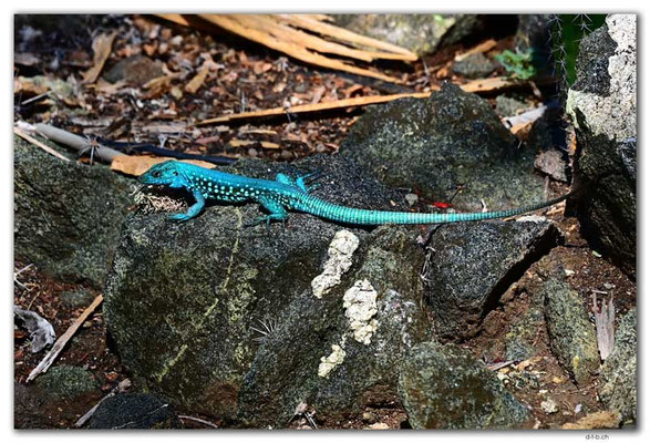 AW0046.Hooiberg.Aruba Whiptail.male