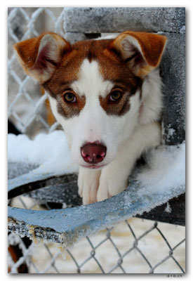 SE0119.Husky,Lenox