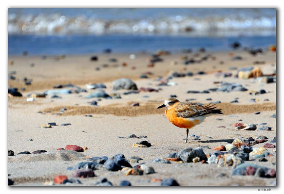 NZ0167.Russell.Waitata Beach.New Zealand dotterel shore bird (Charadrius obscurus)
