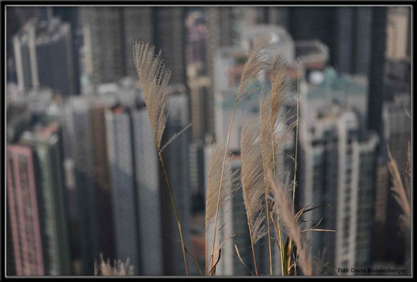 C2643 Hong Kong Victoria Peak
