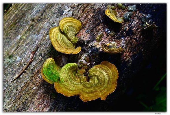 SB0053.Guadalcanal.Mushroom