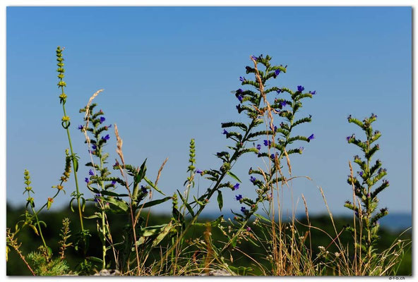 PL059.Blumen auf Jurakalk