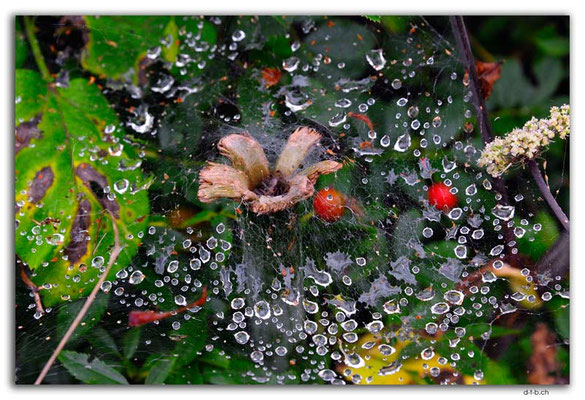 CA1283.Battery P.P.Spiderweb