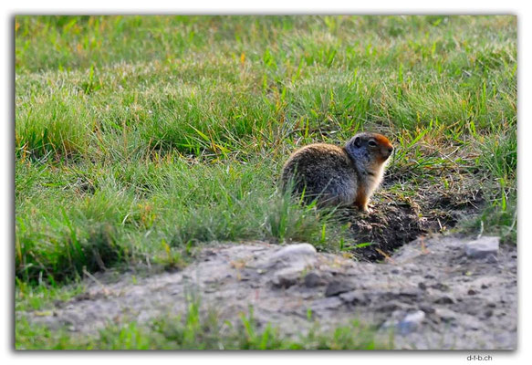 CA0688.Canmore.Ground Squirrel