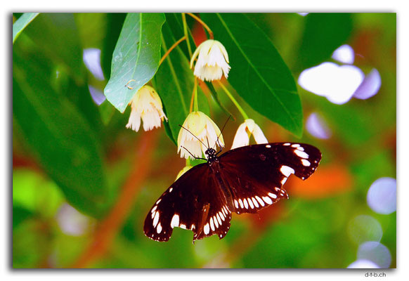 ID0013.Denpasar.Bali Museum.Schmetterling