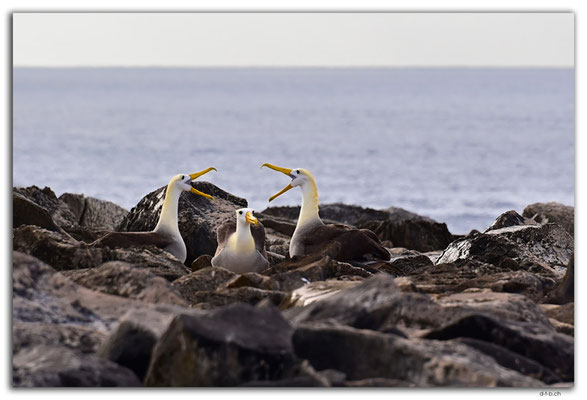 EQ0094.Española Island.Punta Suarez.Waved Albatross