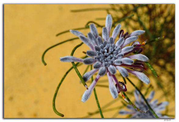 AU0841.Neds Corner Rd.Blume