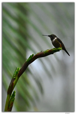 EQ0276.Mindo.Cotingas Bird reserve.Colibri