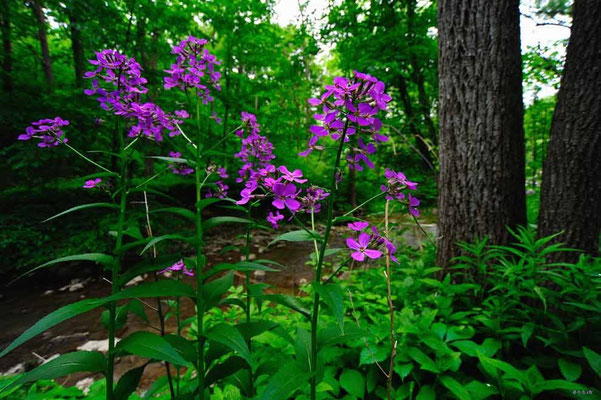 CA0448 Rock Glen Blumen