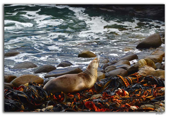 NZ0911.Curio Bay,Seal