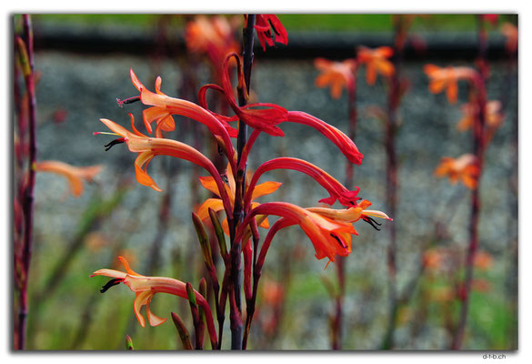 AU0736.Waroona.Blume