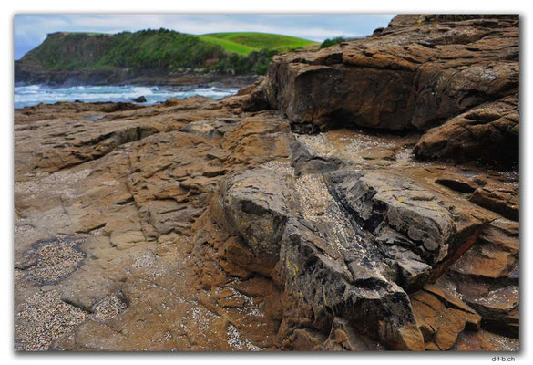 NZ0902.Curio Bay,Petrified Forest