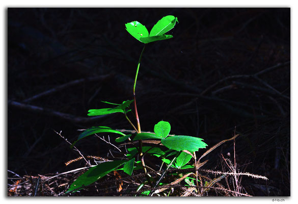 NZ0927.Curio Bay,Living Forest.Small Plant