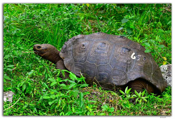 EQ0022.San Cristobal.Galapaguera de Cerro Colorado