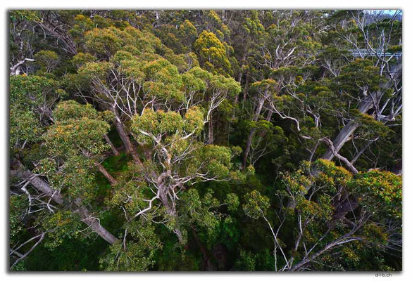AU0788.Tree Top Walk