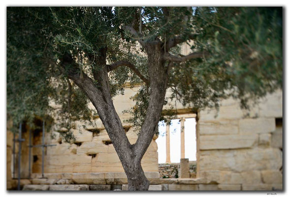 GR0362.Athen.Akropolis.Ölbaum