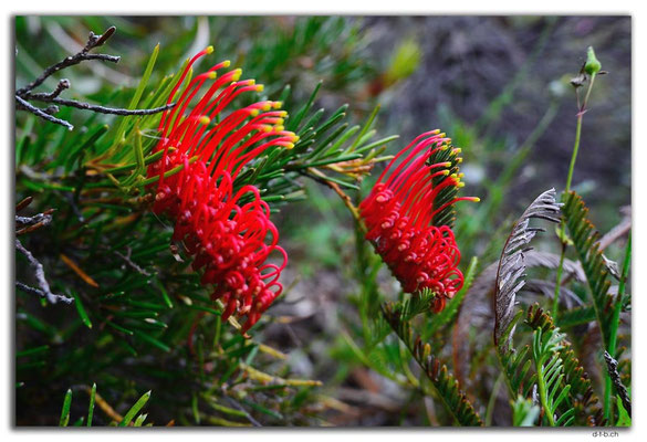 AU0702.Perth.Kings Park.Red Combs