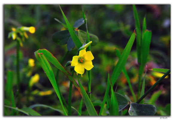 AU0490.Geraldton.Wildblume