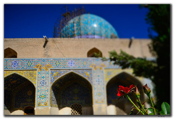 IR0075.Isfahan.Rose