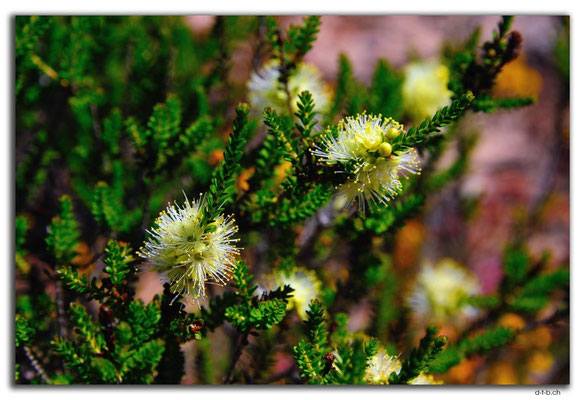 AU0453.Kalbarri N.P.Blume