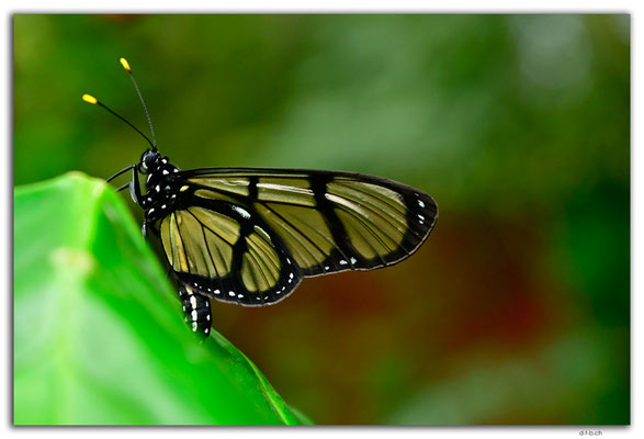 EQ0333.Mindo.Mariposario.Methona confusa
