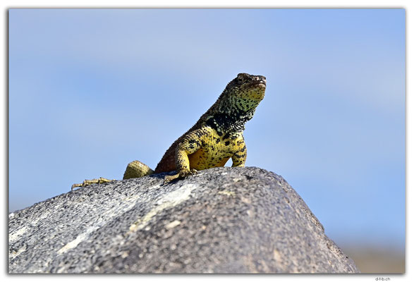 EQ0077.Española Island.Punta Suarez.Española Lava Lizard