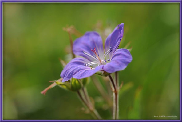 A0376.Arosa.Blume.CH