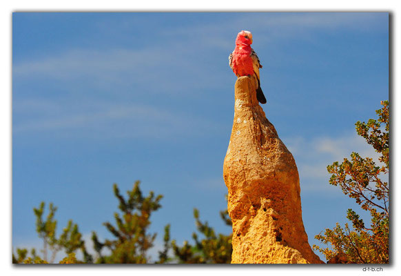 AU0579.Nambung N.P.Pinnacles und Galah